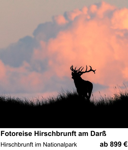 Bildstarker Fotoworkshop über Fotoreise Hirschbrunft am Darß: Hirschbrunft im Nationalpark