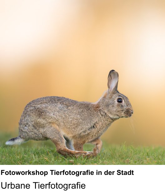 Urbane Tierfotografie: dein Fotokurs in Kassel zu Fotoworkshop Tierfotografie in der Stadt