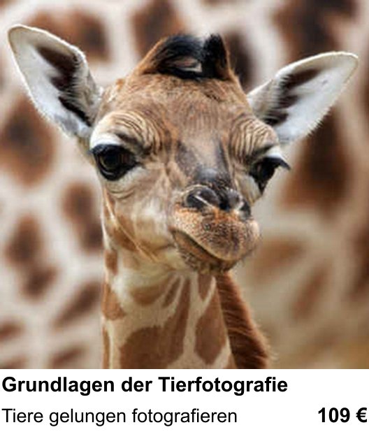 Tiere gelungen fotografieren: dein Fotokurs in Kassel zu Grundlagen der Tierfotografie