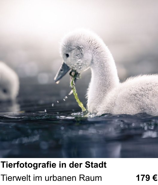 Tierwelt im urbanen Raum: dein Fotokurs in Kassel zu Tierfotografie in der Stadt