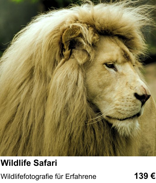 Wildlifefotografie für Erfahrene: dein Fotokurs in Kassel zu Wildlife Safari