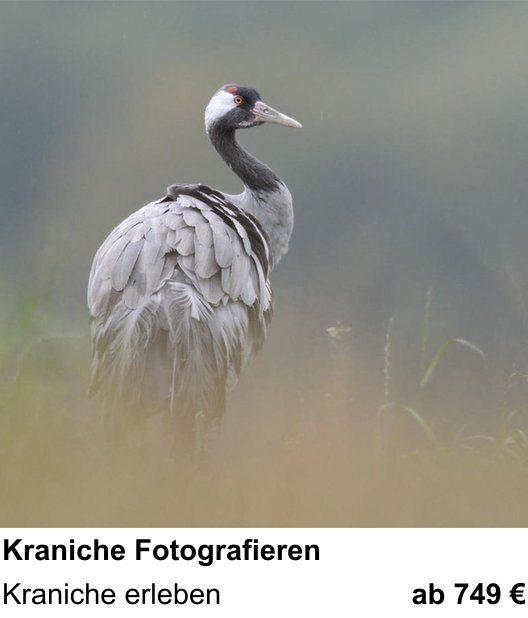 Bildstarker Fotoworkshop über Kraniche Fotografieren: Kraniche erleben