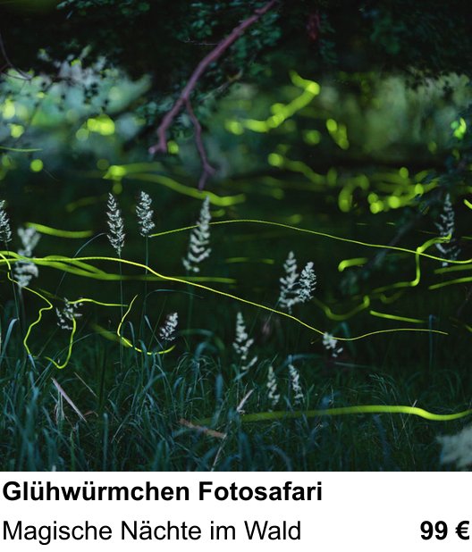 Bildstarker Fotoworkshop über Glühwürmchen Fotosafari: Magische Nächte im Wald