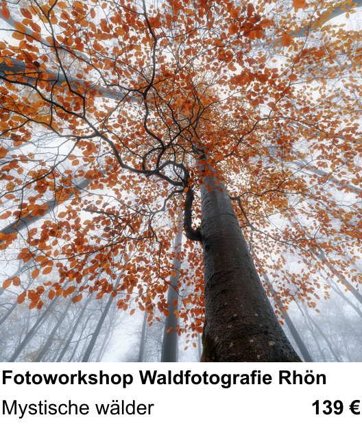 Bildstarker Fotoworkshop über Fotoworkshop Waldfotografie Rhön: Mystische wälder