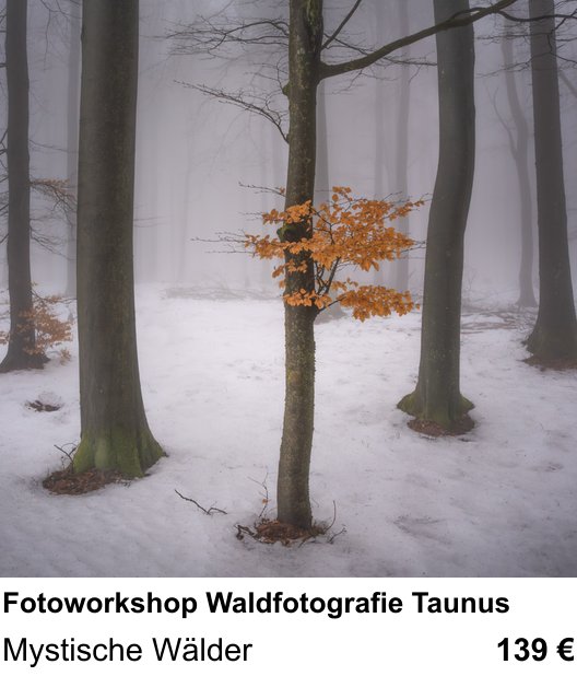 Bildstarker Fotoworkshop über Fotoworkshop Waldfotografie Taunus: Mystische Wälder