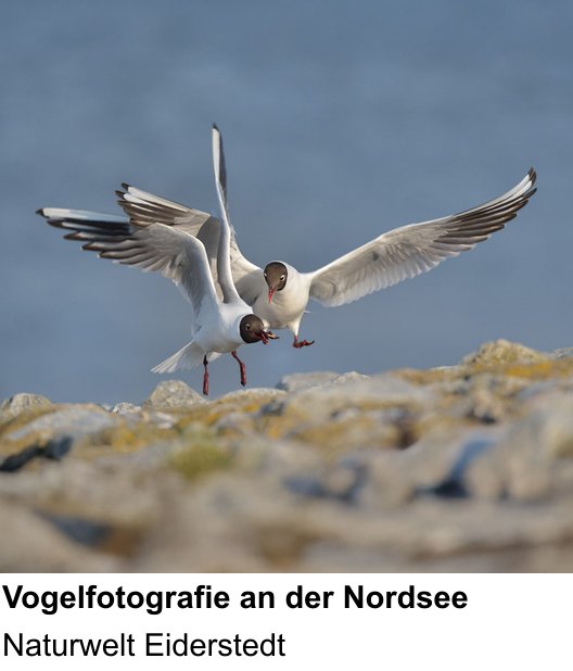 Bildstarker Fotoworkshop über Vögel in Eiderstedt fotografieren: Naturwelt Eiderstedt