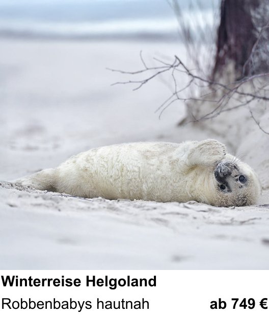 Bildstarker Fotoworkshop über Winterliche Tierfotografie auf Helgoland: Robbenbabys hautnah