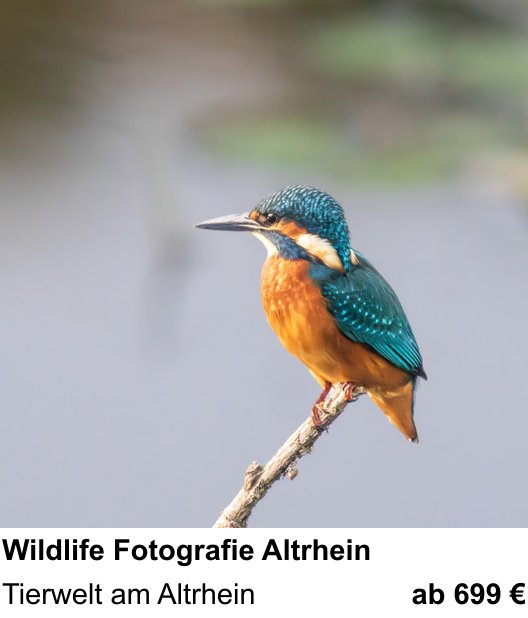 Bildstarker Fotoworkshop über Wildlife Fotografie Altrhein: Tierwelt am Altrhein