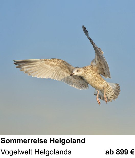 Bildstarker Fotoworkshop über Vogelfotografie auf Helgoland: Vogelwelt Helgolands